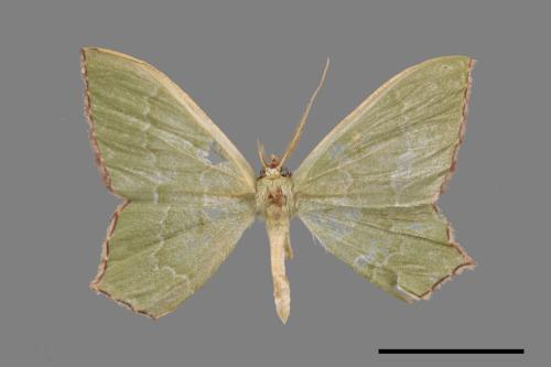 <已分類>Genus：Maxates[00052595]