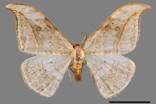 Drepana pallida nigromaculata[ㄧ點鉤蛾][00018986]