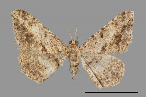 Psilalcis breta rantaizana[巒大山小尺蛾][00023559]