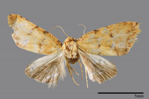 <已分類>Family：Noctuidae[夜蛾科][00008306]