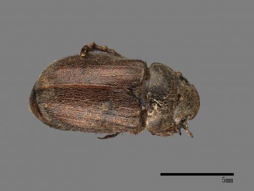 <已分類>Family：Scarabaeidae[金龜子科][00026625]