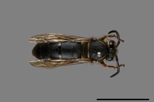 Vespula flaviceps[細黃胡蜂][00073183]