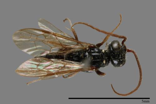 <已分類>Family：Sphecidae[細腰蜂科][00073806]