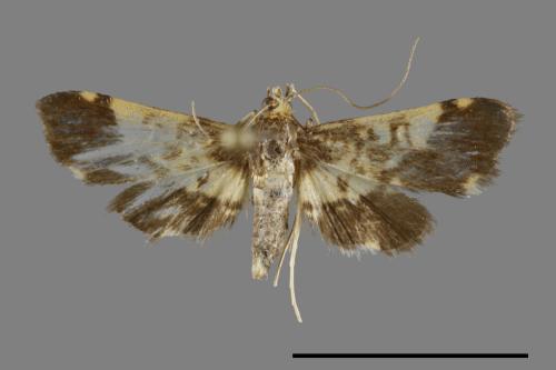 <已分類>Family：Crambidae[草螟科][00093137]