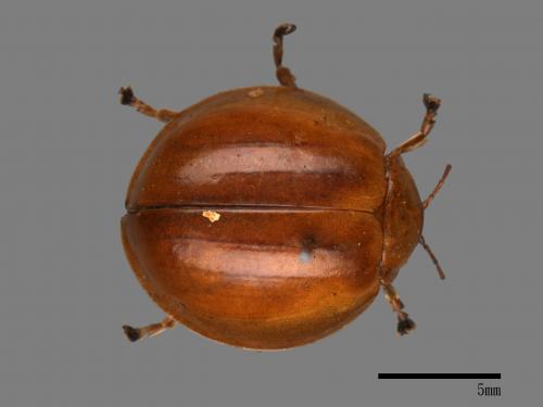 <已分類>Family：Chrysomelidae[金花蟲科][00081248]