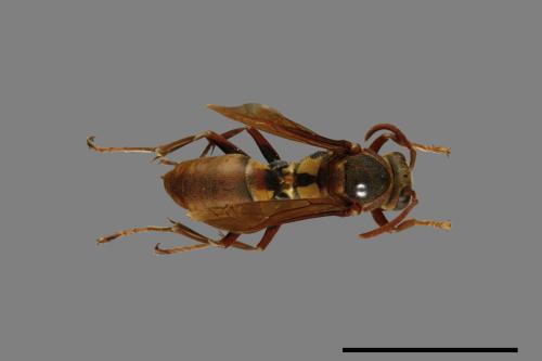 Polistes takasagonus[雙斑長腳蜂][00072815]