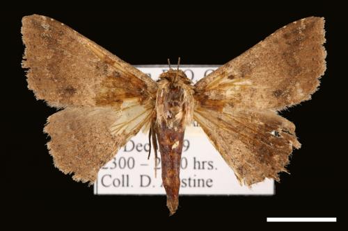 Ericeia inangulata[00029437]