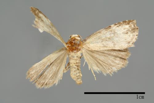 Bryophilina mollicula[00009511]