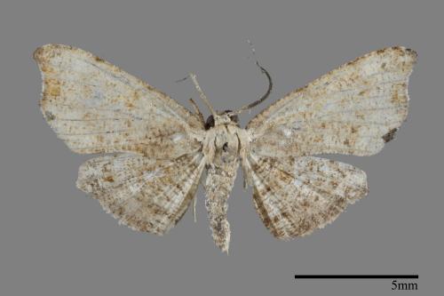 <已分類>Family：Thyrididae[窗蛾科][00100608]