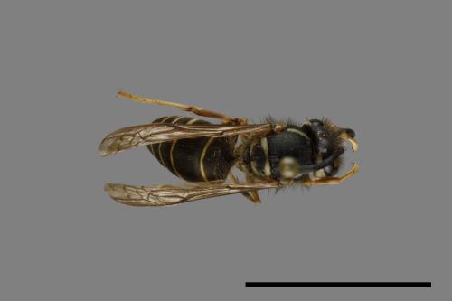 Vespula flaviceps[細黃胡蜂][00073037]