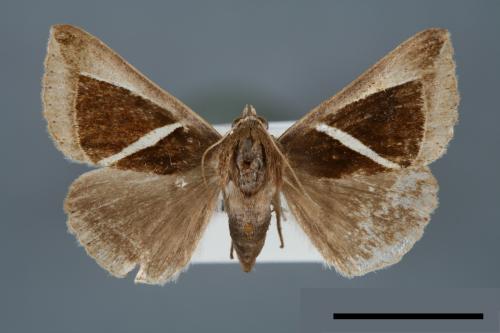 Chalciope mygdon[三角夜蛾][00005826]