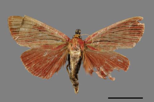 Arctioblepsis rubida[00057508]