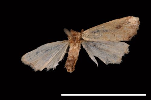 Luceria oculalis[00009594]