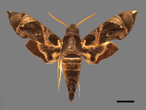 Daphnis hypothous[茜草白腰天蛾][00016951]