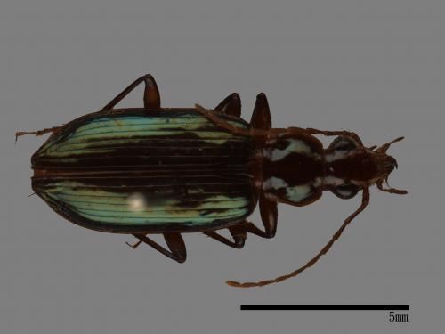 <已分類>Family：Carabidae[步行蟲科][00092708]