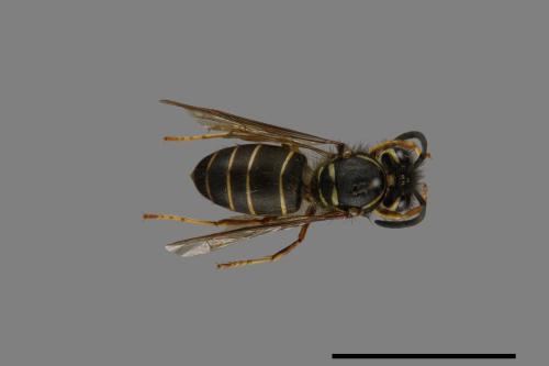 Vespula flaviceps[細黃胡蜂][00073338]