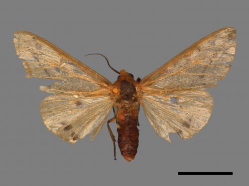 Spilarctia fumida[煙污燈蛾][00045711]
