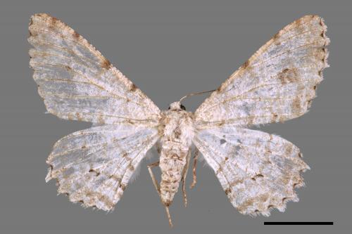 Lassaba parvalbidaria parvalbidaria[污雪雙斑尺蛾][00059550]