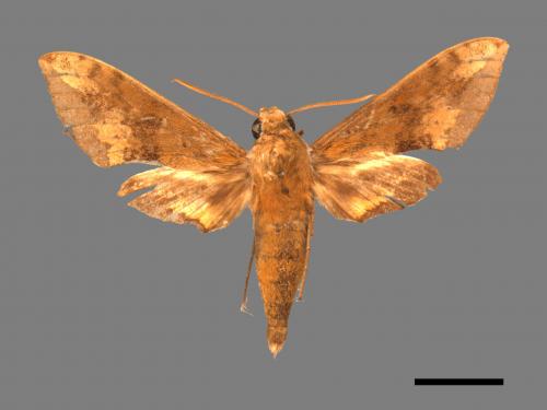 Rhagastis castor formosana[臺灣白肩天蛾][00017757]