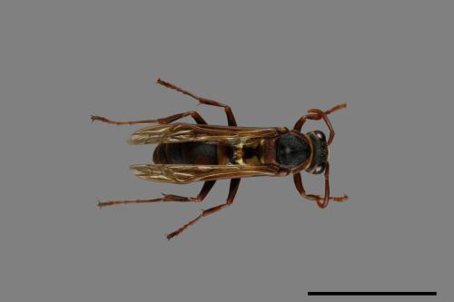 Polistes takasagonus[雙斑長腳蜂][00072688]