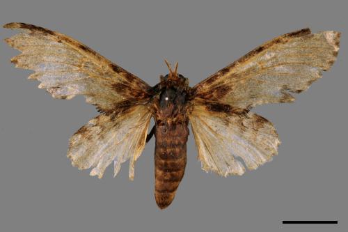 Peridea sikkima ochreipennis[錫納斑舟蛾][00059058]