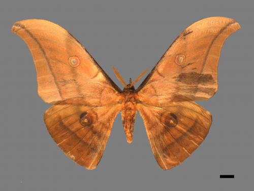 Antheraea yamamai superba[大透目天蠶蛾][00016122]