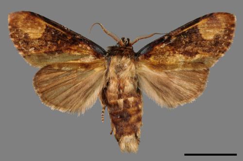 Formofentonia orbifer rotundata[圓紛舟蛾][00014509]