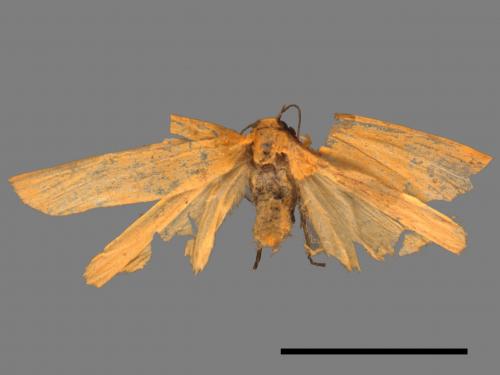 Eilema magnata[巨土苔蛾][00089435]