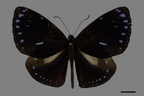 Euploea sylvester swinhoei[斯氏紫斑蝶][00101980]