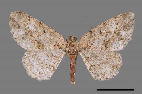 Protoboarmia amabilis[碎齒紋尺蛾][00032585]