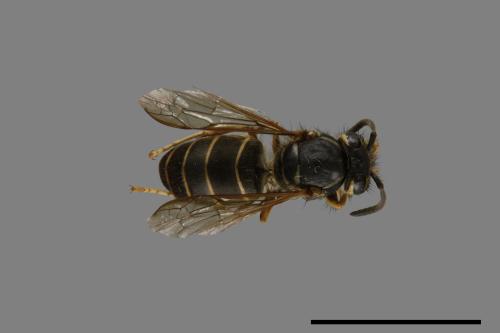 Vespula flaviceps[細黃胡蜂][00073350]