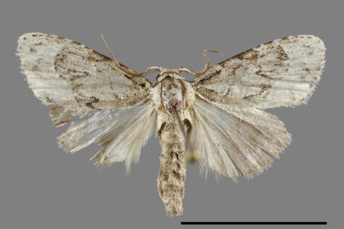 <已分類>Family：Noctuidae[夜蛾科][00092146]