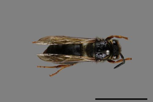 Vespula flaviceps[細黃胡蜂][00073128]