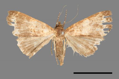 <已分類>Family：Noctuidae[夜蛾科][00011142]