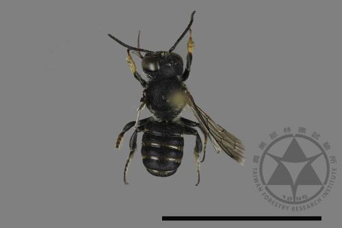 <已分類>Family：Megachilidae[切葉蜂科][00197337]