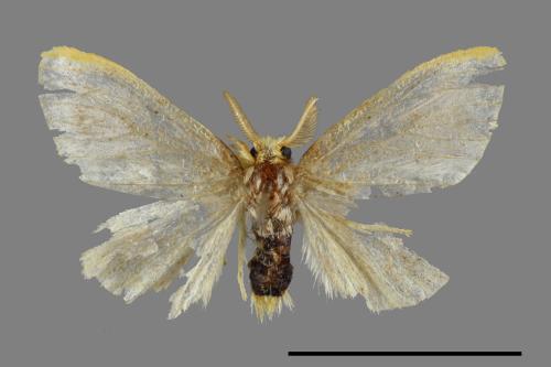 <已分類>Genus：Euproctis[00045467]