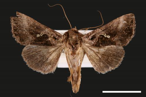 Chrysodeixis minutus[00029202]