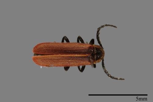<已分類>Family：Lycidae[紅螢科][00099884]