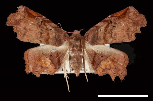 Ectogoniella pangraptalis[00007729]