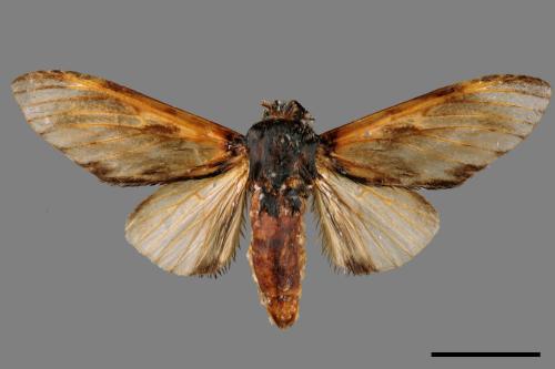 Neopheosia fasciata fasciata[00014482]