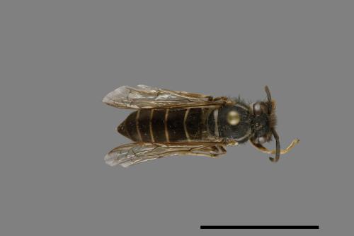 Vespula flaviceps[細黃胡蜂][00073224]