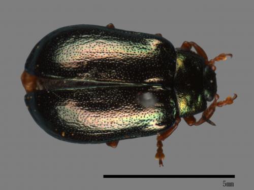 <已分類>Family：Chrysomelidae[金花蟲科][00081206]