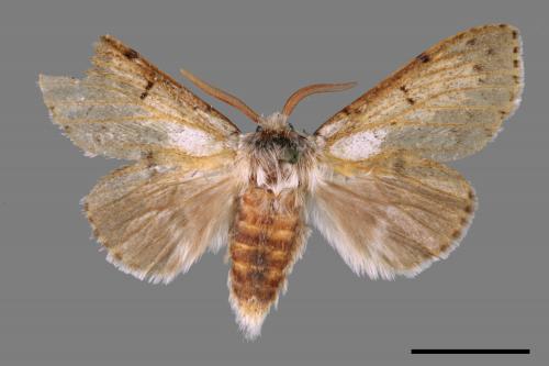 Cnethodonta grisescens baibarana[灰舟蛾][00055565]