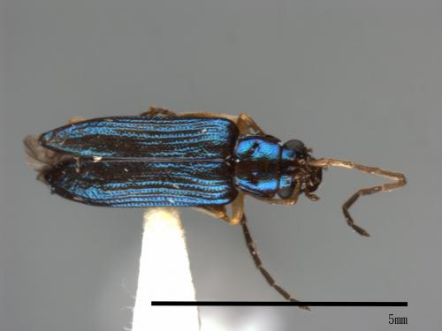 <已分類>Family：Chrysomelidae[金花蟲科][00084034]