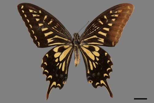 Papilio xuthus[柑橘鳳蝶][00013436]