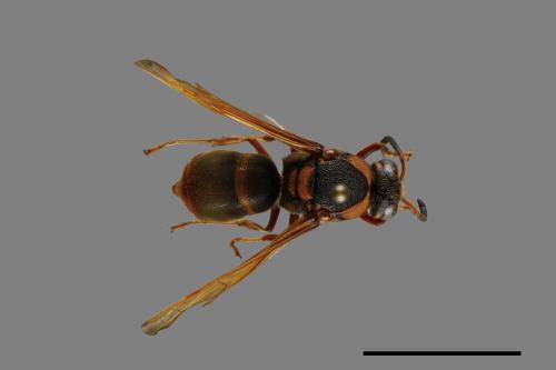 Anterhynchium flavomarginatum formosicola[黃緣蜾嬴][00100822]