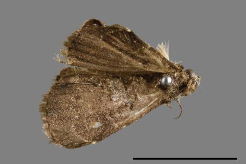 <已分類>Family：Noctuidae[夜蛾科][00010944]