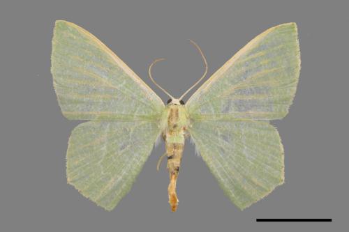 Thalassodes immisarius opalinus[粗脛翠尺蛾][00034269]