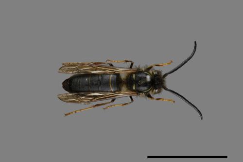 Vespula flaviceps[細黃胡蜂][00073422]