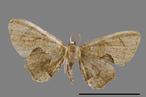 Phazaca alikangensis[里港圓翅雙尾蛾][00012561]